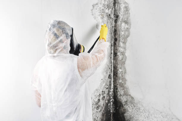 Water damage restoration mold remediation