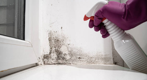 Best Water damage restoration near me  in Silver Spring, MD